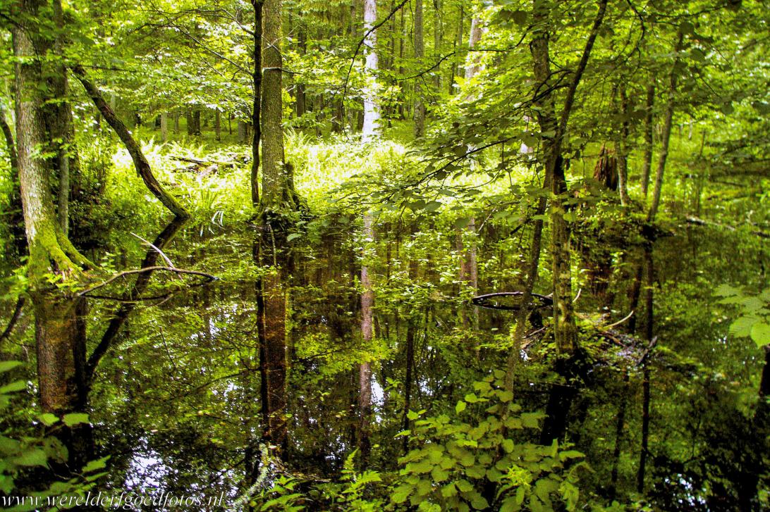 World Heritage Photos - Białowieża Forest